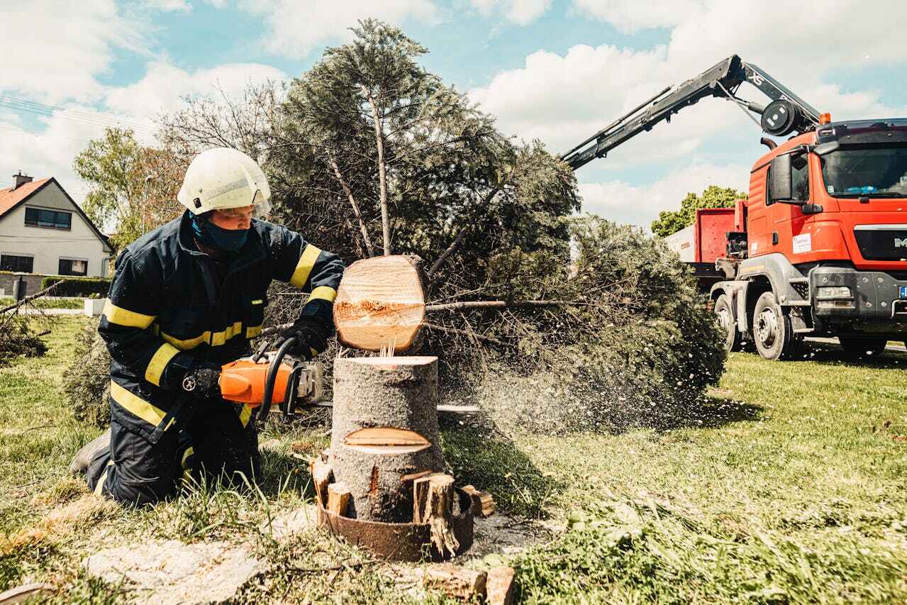 The Steps Involved in Our Tree Care Process in Maugansville, MD